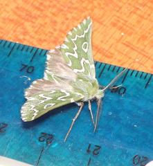 Drepanogynis bifasciata