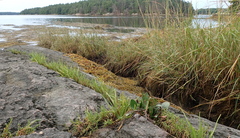 Plantago maritima juncoides