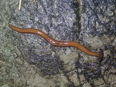 Diversibipalium virgatum