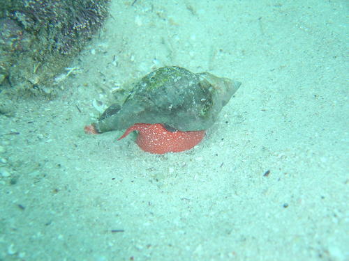 Africofusus ocelliferus