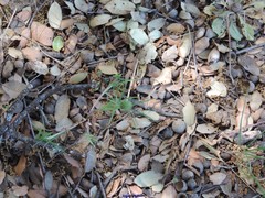 Trifolium angustifolium