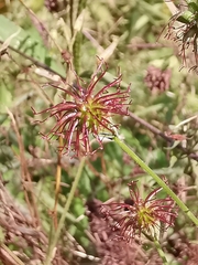 Geum urbanum