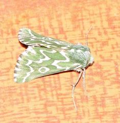 Drepanogynis bifasciata