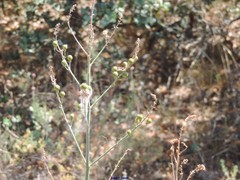 Asphodelus serotinus