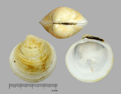 Cyclina sinensis