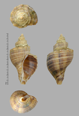 Neptunea cumingii