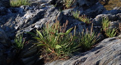 Plantago maritima juncoides