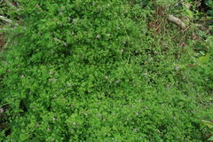 Fumaria muralis muralis