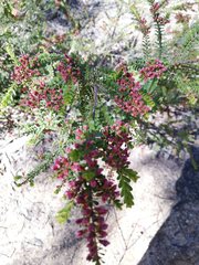 Thryptomene calycina