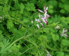 Fumaria muralis muralis