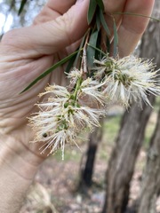 Melaleuca groveana