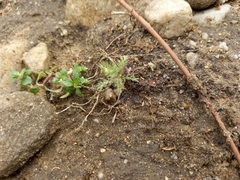 Lepidium bonariense