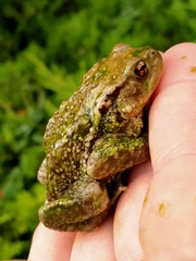 Bufo