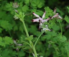 Fumaria muralis muralis