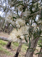 Melaleuca groveana