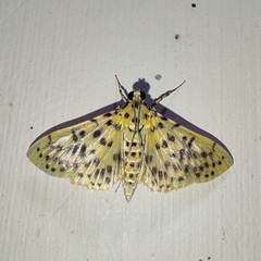 Conogethes punctiferalis