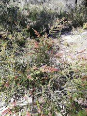 Thryptomene calycina