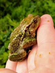 Bufo