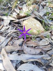 Calectasia intermedia