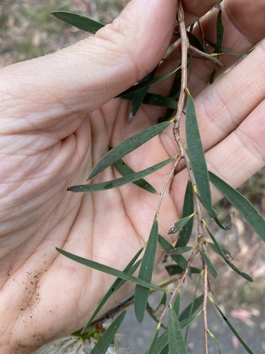 Image of Melaleuca groveana by (c) Greg Tasney, some rights reserved (CC BY-SA)