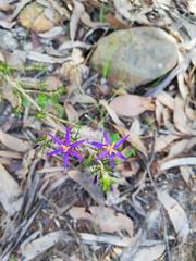Calectasia intermedia