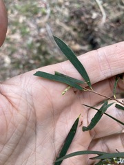 Melaleuca groveana