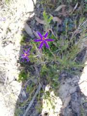 Calectasia intermedia