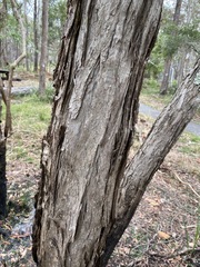 Melaleuca groveana