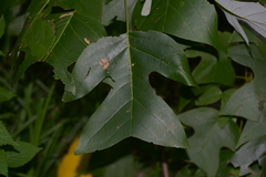 Liriodendron chinense