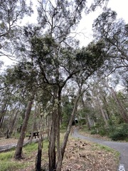 Melaleuca groveana