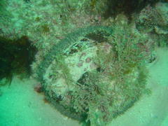 Haliotis midae