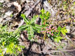 Thryptomene calycina