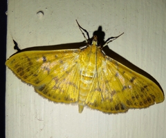 Patania balteata