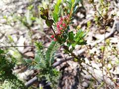 Thryptomene calycina
