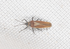 Epimixia allocasuarina