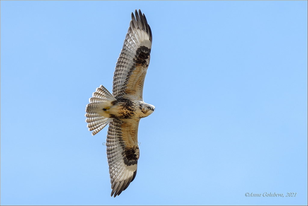 Upland Buzzard from Кош-Агачский р-н, Респ. Алтай, Россия on August 31 ...