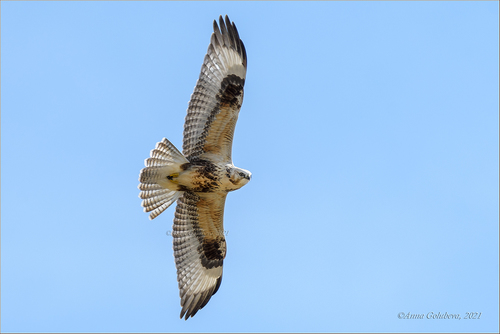 Upland Buzzard