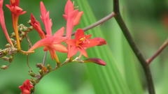 Crocosmia paniculata