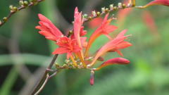 Crocosmia paniculata