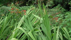 Crocosmia paniculata