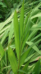 Crocosmia paniculata
