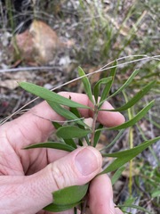 Persoonia sericea