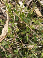 Xanthosia