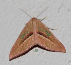 Chlorerythra rubriplaga