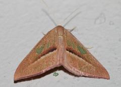 Chlorerythra rubriplaga