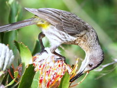 Leucospermum glabrum