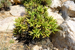 Crassula macowaniana