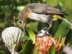 Leucospermum glabrum