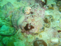 Ischnochiton textilis