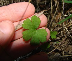 Geranium microphyllum